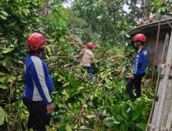Sinergi Cepat: Tagana Ciamis Evakuasi Pohon Tumbang di Pusakanagara