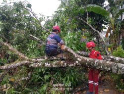 Tagana Ciamis Sigap Tangani Pohon Tumbang Dampak Cuaca Ekstrem