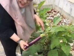 Panen Sayuran di Kebun “Denting Piano”, DWP Dinas P2KBP3A Ciamis Dorong Pemanfaatan Lahan Perkantoran Produktif